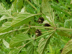Hyptis capitata