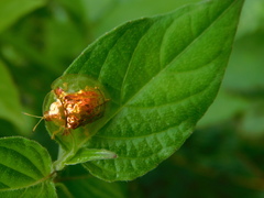 Aspidimorpha sanctaecrucis