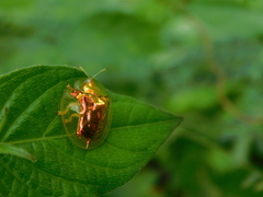 Aspidimorpha sanctaecrucis