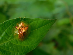 Aspidimorpha sanctaecrucis