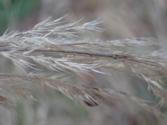 Calamagrostis