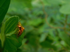 Aspidimorpha sanctaecrucis