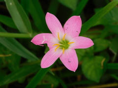 Zephyranthes rosea