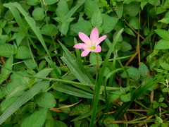 Zephyranthes rosea
