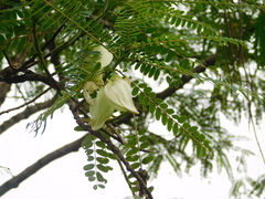 Sesbania grandiflora