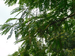Sesbania grandiflora