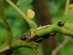 Brachyplatys subaeneus