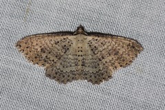 Chrysolarentia microcyma