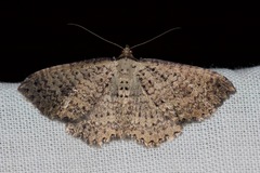 Chrysolarentia microcyma