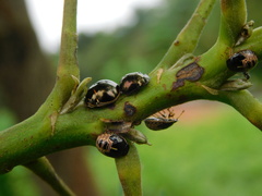 Brachyplatys subaeneus