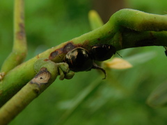 Brachyplatys subaeneus