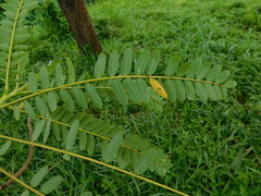 Sesbania grandiflora