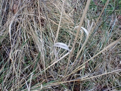 Calamagrostis