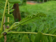 Sesbania grandiflora