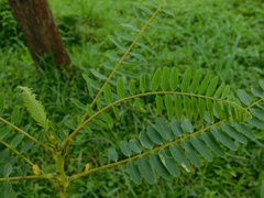 Sesbania grandiflora