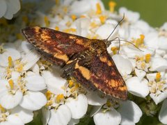 Pyrausta orphisalis