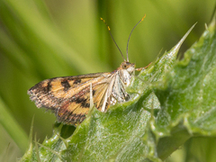 Pyrausta orphisalis