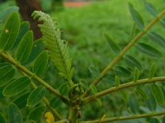 Sesbania grandiflora