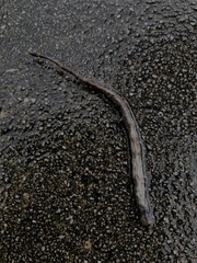 Serpentes