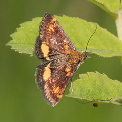 Pyrausta orphisalis