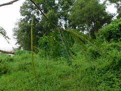 Sesbania grandiflora