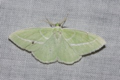 Iulops argocrana