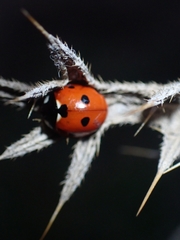 Coccinella septempunctata