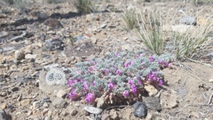Astragalus anserinus