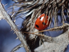 Coccinella septempunctata