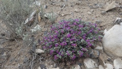 Astragalus anserinus
