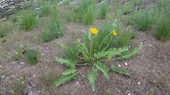 Balsamorhiza