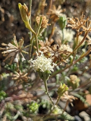 Chaenactis douglasii