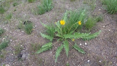 Balsamorhiza