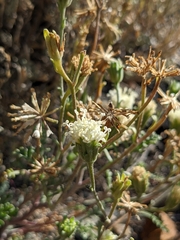 Chaenactis douglasii