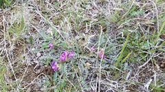 Astragalus argophyllus