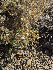 Chaenactis douglasii