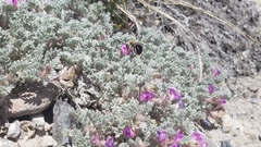Astragalus anserinus