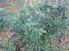 Berberis aquifolium