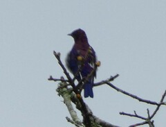 Cinnyricinclus leucogaster