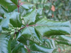 Berberis aquifolium