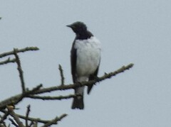 Cinnyricinclus leucogaster