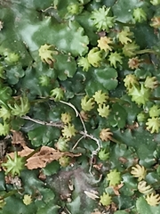 Marchantia polymorpha