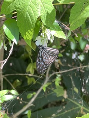 Ideopsis vulgaris
