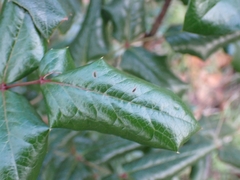 Berberis aquifolium