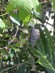 Ideopsis vulgaris