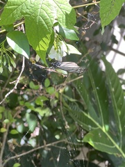 Ideopsis vulgaris