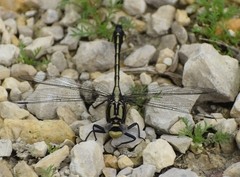Gomphurus fraternus