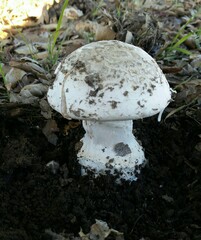 Amanita velosa