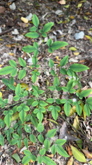 Nandina domestica