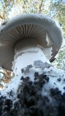 Amanita velosa